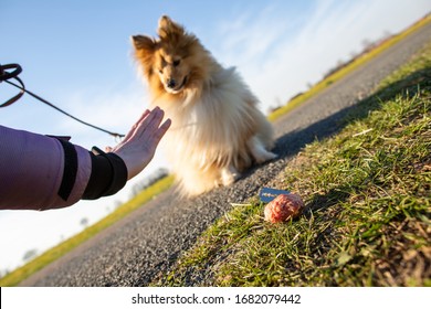 Shetland Sheepdog In Front Of A Dog Bait