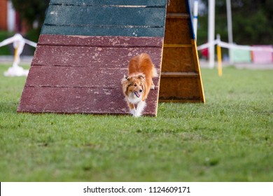 Shetland Sheepdog Goes Down From A-frame Ramp In Dog Agility Competition.