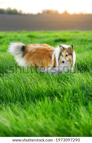 Similar – Image, Stock Photo Freshman plays with Collie bitch