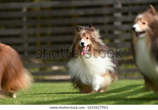 Shetland Sheepdog Japanese Photo Studio Stock Photo 1623627961