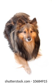 Shetland Sheepdog Also Know As A Sheltie Laying Down On A White Background