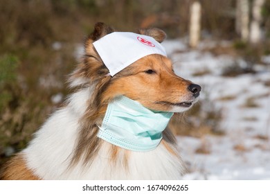 Shetland Sheepdog, Little Collie Wearing Medical Mask And Doctors Headband. Sable White Sheltie With Surgery Mask In Pandemic, Epidemic Time. Outside Portrait Of Dog Doctor, Health Care Specialist   