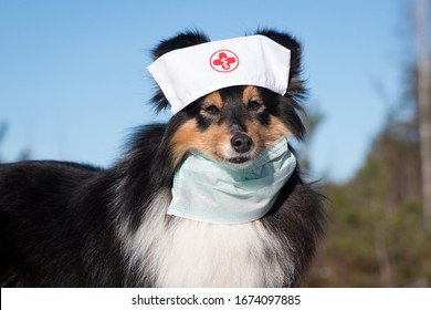 Shetland Sheepdog, Little Collie Wearing Medical Mask And Doctors Headband. Black White Sheltie With Surgery Mask In Pandemic, Epidemic Time. Outside Portrait Of Dog Doctor, Health Care Specialist   