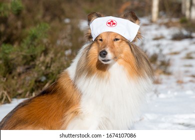 Shetland Sheepdog, Little Collie Wearing Doctors Headband. Sable White Sheltie In Pandemic, Epidemic Time. Outside Portrait Of Dog Doctor, Health Care Specialist, Veterinarian    