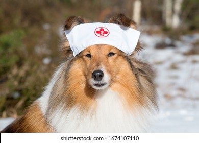 Shetland Sheepdog, Little Collie Wearing Doctors Headband. Sable White Sheltie In Pandemic, Epidemic Time. Outside Portrait Of Dog Doctor, Health Care Specialist, Veterinarian    