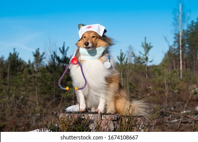 Shetland Sheepdog, Little Collie Wearing Medical Surgery Mask And Doctors Headband. Black White Sheltie With Stethoscope In Pandemic, Epidemic Time. Outside Portrait Of Dog Doctor, Health Care Vet