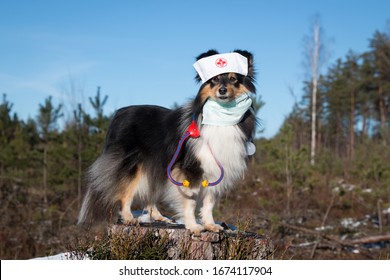 Shetland Sheepdog, Little Collie Wearing Medical Surgery Mask And Doctors Headband. Black White Sheltie With Stethoscope In Pandemic, Epidemic Time. Outside Portrait Of Dog Doctor, Health Care Vet