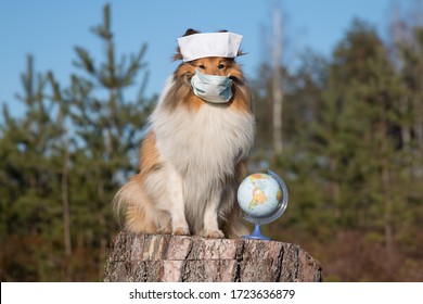 Shetland Sheepdog, Little Collie Wearing Medical Surgery Mask And Doctors Headband. Black White Sheltie With Stethoscope On Worldwide Veterinary Day. Outside Portrait Of Dog Doctor, Health Care Vet