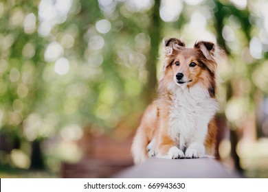 Imagenes Fotos De Stock Y Vectores Sobre Perro Poses Shutterstock