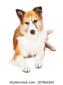 A Shetland Sheepdog Mixed Breed Dog Laying Against A White Background Looking Down. 