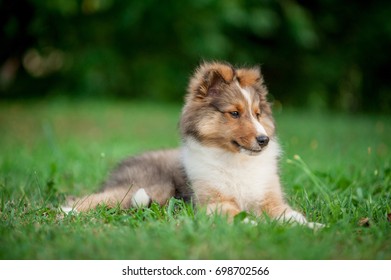 Shetland Sheepdog Puppy