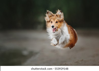Shetland Sheepdog Running. Dog run