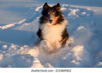 Shetland Sheepdog Running In The Snow In Winter