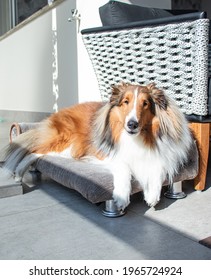 Shetland Sheepdog Sheltie Breed Pet Dog Laying Down Sun Light At Home