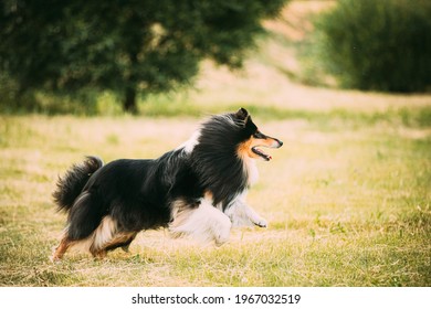 Shetland Sheepdog, Sheltie, Collie. Running Outdoor In Summer Grass.