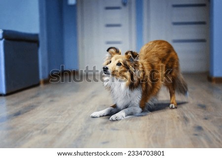 Shetland Sheepdog (Sheltie) dog in the kitchen, eagerly asking for food. A heartwarming home scene, cherishing life with a beloved pet.