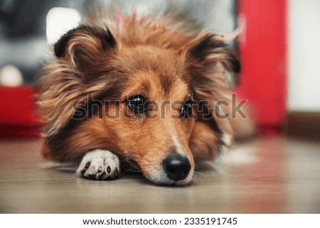 Shetland Sheepdog (Sheltie) dog in the kitchen, eagerly asking for food. A heartwarming home scene, cherishing life with a beloved pet.Shetland Sheepdog (Sheltie) dog in the kitchen, eagerly asking fo