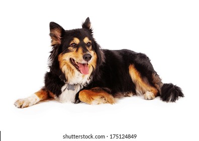 A Shetland Sheepdog Shepherd Mixed Breed Dog Laying On A White Background