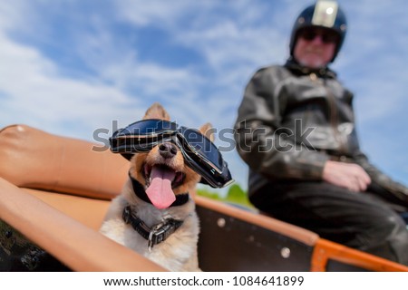 Shetland Sheepdog sits with sunglasses in a motorcycle sidecar