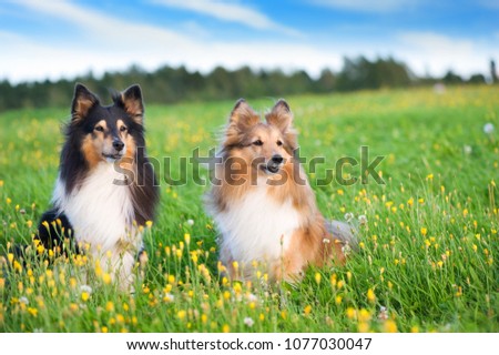 Shetland sheepdogs in the meadow.