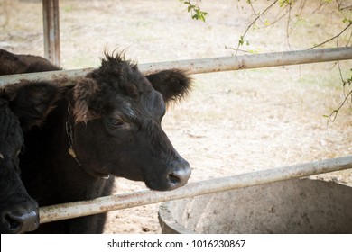 Shetlands Dwarf Cow