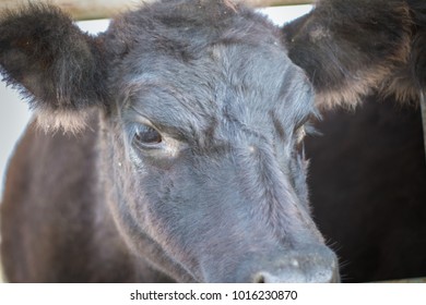 Shetlands Dwarf Cow