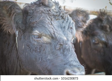 Shetlands Dwarf Cow