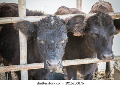 Shetlands Dwarf Cow