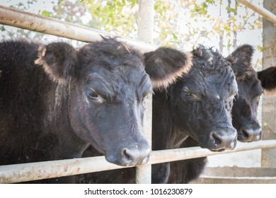 Shetlands Dwarf Cow