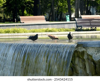 Shevchenko Park in Kharkiv, Ukraine. Shevchenko Park on a sunny day. Garden in Kharkiv. Fountain in Shevchenko Park. Pond. Pigeons drink water from the fountain. Benches in the background - Powered by Shutterstock