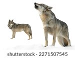 she-wolf howls and wolf  in winter on snow isolated on white background