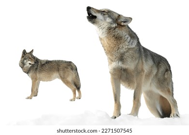 she-wolf howls and wolf  in winter on snow isolated on white background