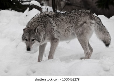 Shewolf Looks Angrily Fur Disheveled Anger Stock Photo 1300462279 ...