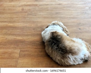 Shi Shu Doggy Sleeping On Home Living Room Flooring , Luxury Wooden Vinyl Floor Tiles Composition  