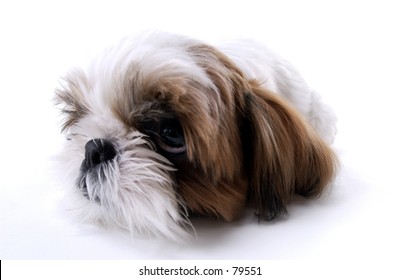 2,394 Shi Tzu Puppy Images, Stock Photos & Vectors | Shutterstock