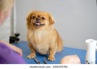 A Shi Tzu Or Shih Tzu Dog Looks Cute At An Animal Groomer.