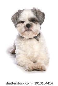 Shiatzu Dog Isolated On A White Background