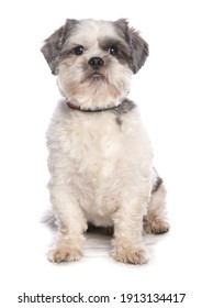 Shiatzu Dog Isolated On A White Background