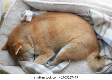 寝てる 柴犬 の写真素材 画像 写真 Shutterstock