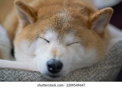 Shiba dog sleeping. Free public domain CC0 photo.