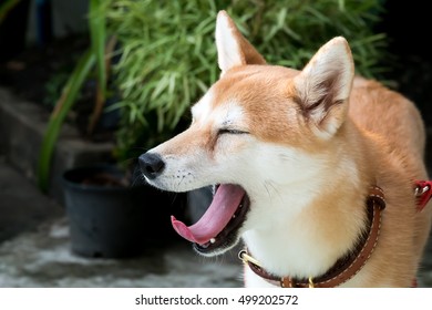 Shiba Dog Yawning 