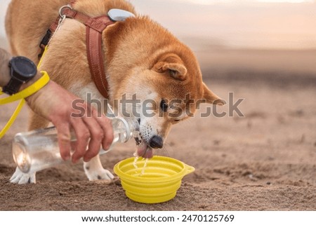 Shiba ini dog is drinking from folding silicone bowl during the beach walk