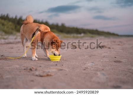 Similar – Image, Stock Photo Woodland in a sand dune environment on the west coast of Belgium. A walk through dry and varied nature. The sun illuminates the wilderness