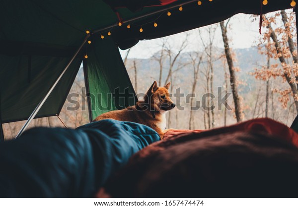 Shiba Inu Adventure Dog\
sitting in cozy tent with garland in the forest, Travel or Journey\
with the pet