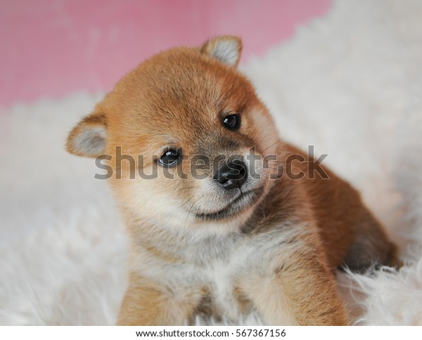 Shiba Inu Baby Photo De Stock Modifiable