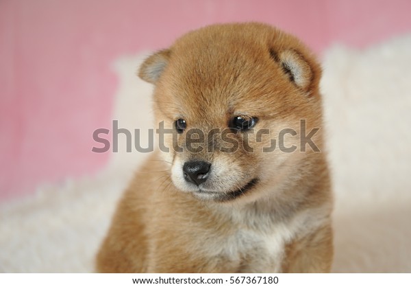 Shiba Inu Baby