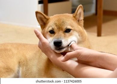 Shiba Inu Brushing Teeth