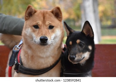 Dog Vectors Stock Photos Images Photography Shutterstock