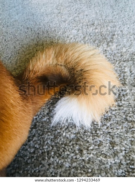 Shiba Inu Curly Tail Aka Fox Stock Photo Edit Now 1294233469