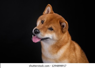 Shiba Inu Dog